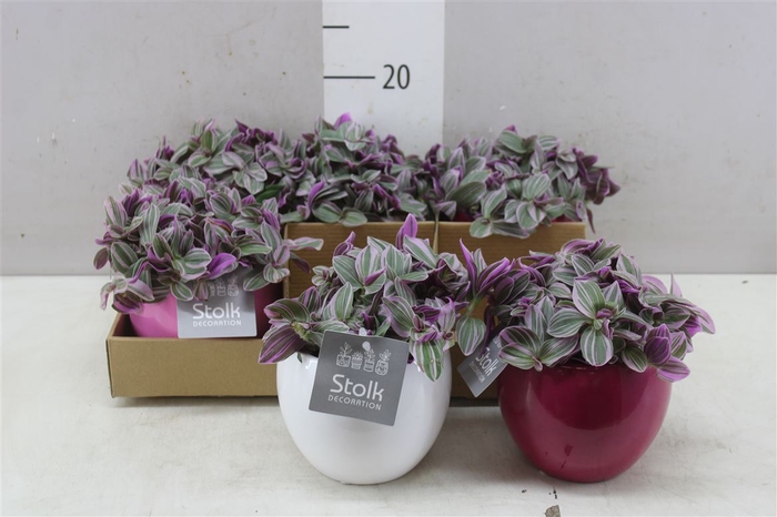 <h4>Tradescantia Sweetness Pink Mix Keramiek</h4>