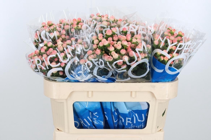 <h4>Hyp Coco Tiamo</h4>