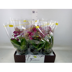 Phalaenopsis multi.   ...red