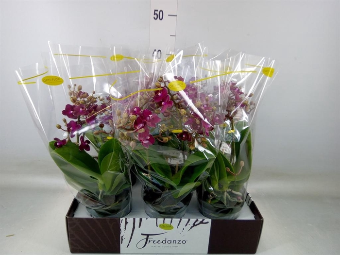 <h4>Phalaenopsis multi.   ...red</h4>