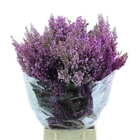 <h4>ERICA</h4>
