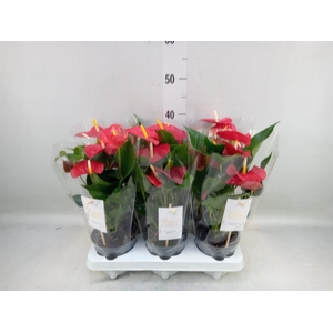 Anthurium andr. 'Esudo'