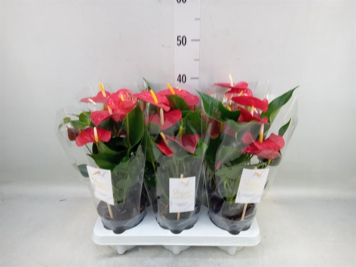 <h4>Anthurium andr. 'Esudo'</h4>