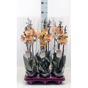 Phalaenopsis   ...