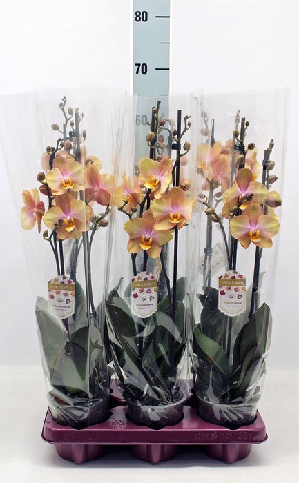<h4>Phalaenopsis   ...</h4>