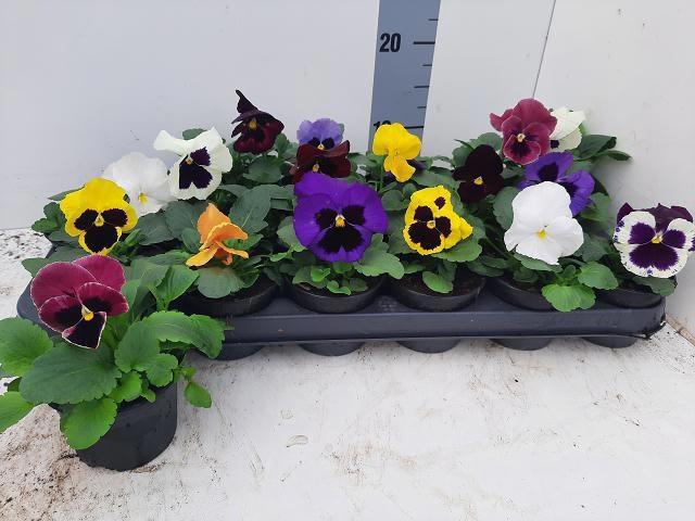 <h4>VIO WI DELTA GEM</h4>