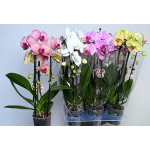 PHAL EL CASCADE