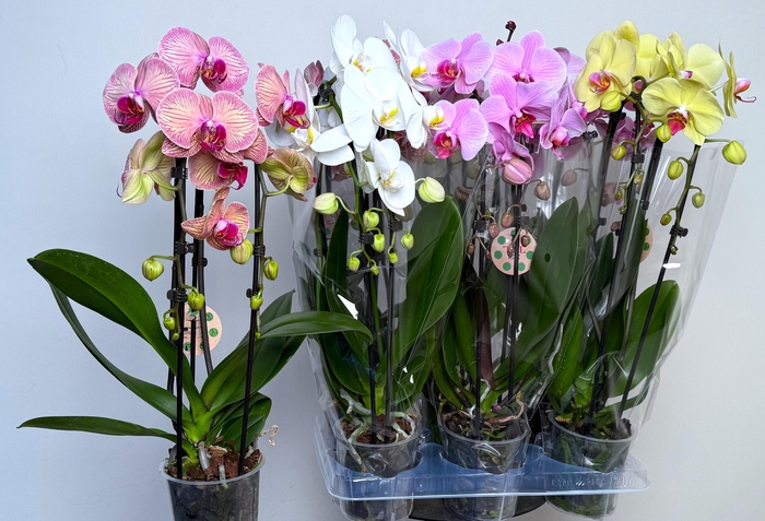 <h4>PHAL EL CASCADE</h4>