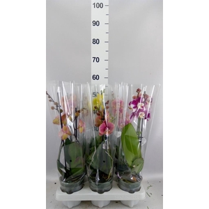 Phalaenopsis   ...mix