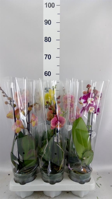 <h4>Phalaenopsis   ...mix</h4>