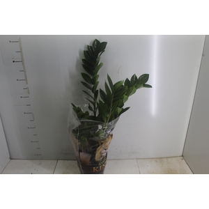 ZAMIOCULCAS P17