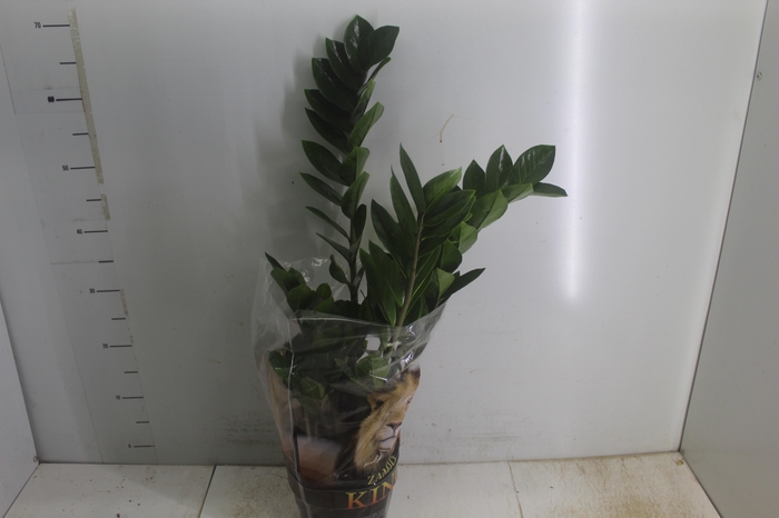 <h4>ZAMIOCULCAS P17</h4>