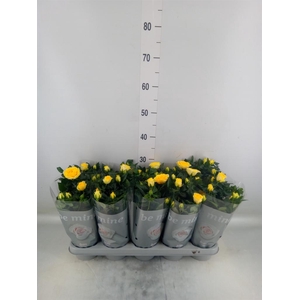 Rosa  'Yellow Beau Monde'