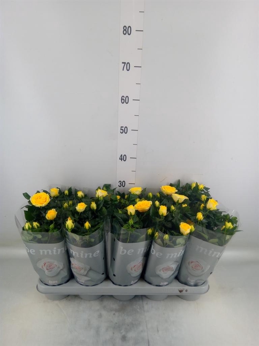 <h4>Rosa  'Yellow Beau Monde'</h4>
