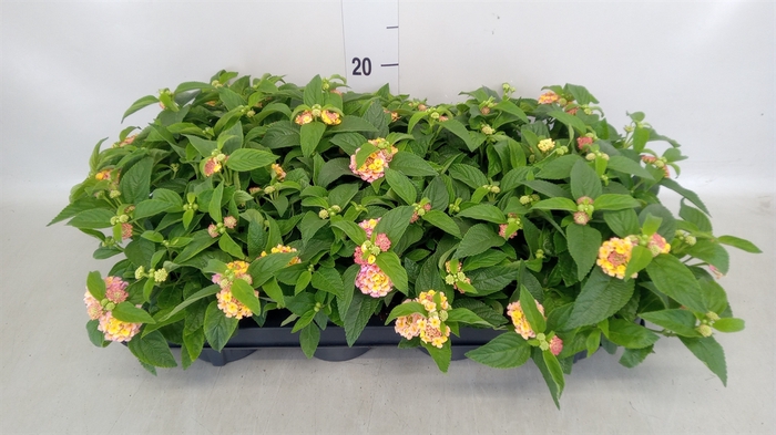 <h4>Lantana camara 'Havana Pink Sky'</h4>