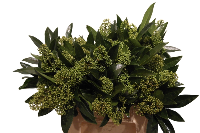 <h4>Skim C Kew Green Bs</h4>