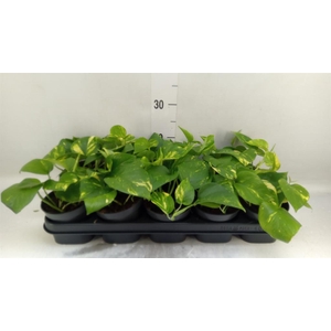 Epipremnum pinn. 'Aureum'