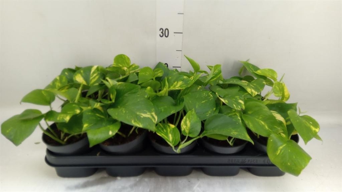 <h4>Epipremnum pinn. 'Aureum'</h4>