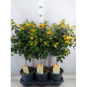 Lantana camara   ...