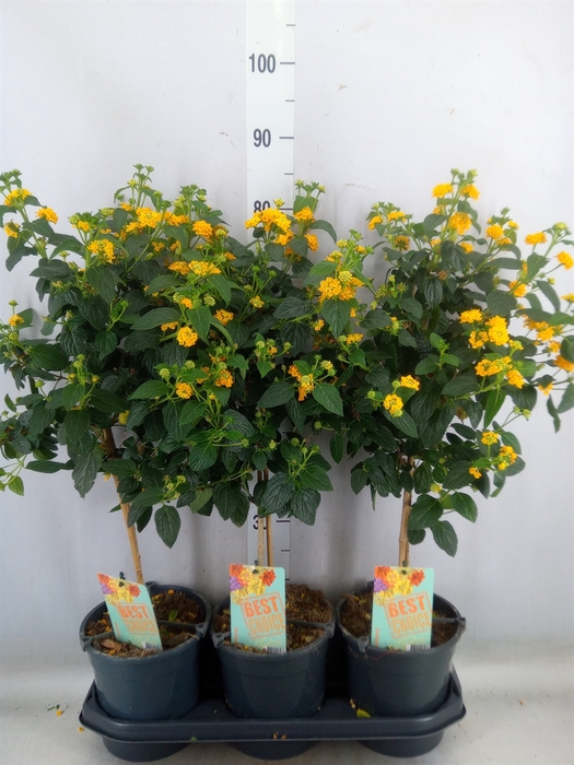 <h4>Lantana camara   ...</h4>