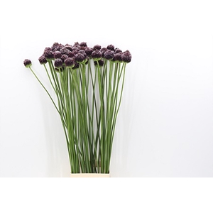 Allium Forelock