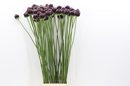 Allium Forelock