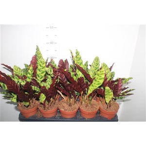 Calat Lancifolia