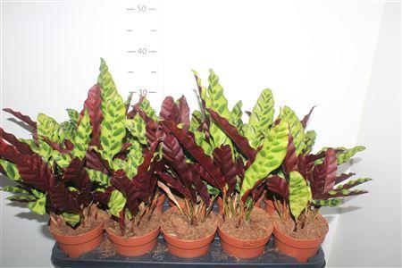 <h4>Calat Lancifolia</h4>