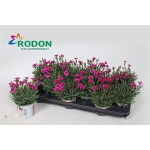 Dianthus Picture Perfect