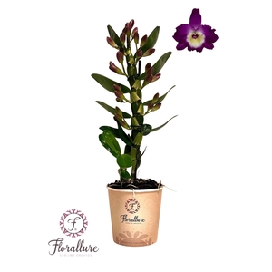 Dendrobium nobile 'Bouquet Purple Rain'