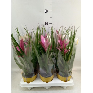 Tillandsia  'Antonio'