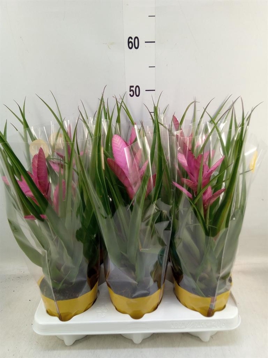 <h4>Tillandsia  'Antonio'</h4>