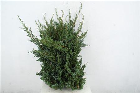 <h4>Conifeer Meyeri 5kg</h4>