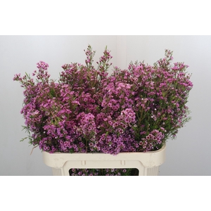 Chamelaucium Kerryn