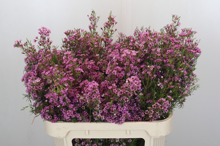 Chamelaucium Kerryn