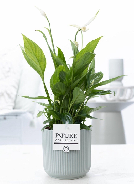 <h4>Spathiphyllum Korto in P&PURE Sophie ceramics green</h4>