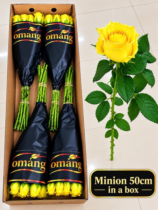 <h4>R GR MINION ROSE</h4>