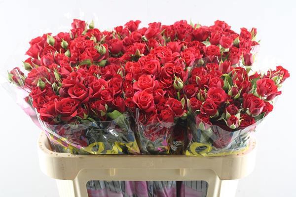 <h4>R Tr Mirabel L70</h4>