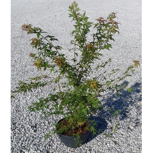 Acer palmatum