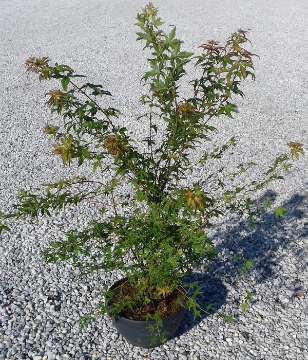 <h4>Acer palmatum</h4>
