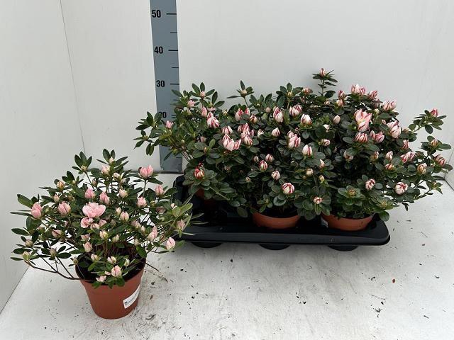 <h4>RHODO SI GEM</h4>