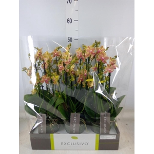 Phalaenopsis multi.   ...yellow