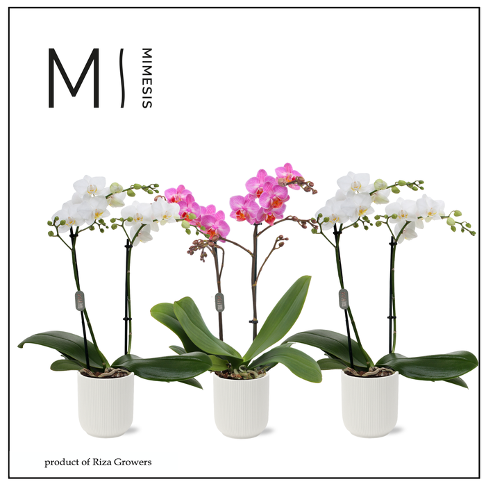 <h4>Phalaenopsis Love Mix 2 spike - 9cm in Atlanta White | Mimesis</h4>