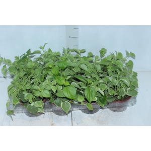 PEPEROMIA SCANDENS C13