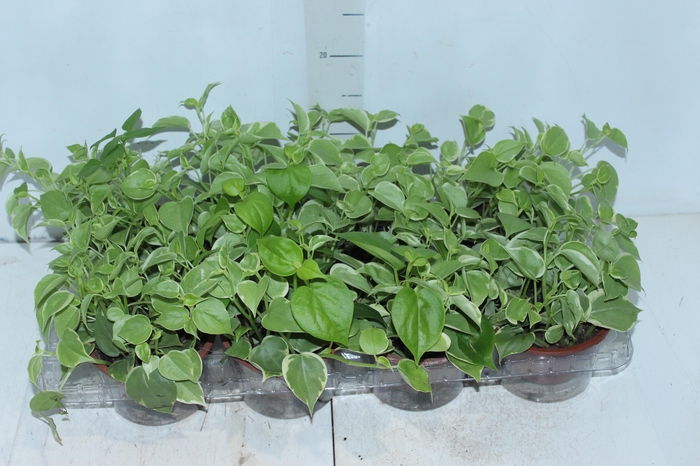 <h4>PEPEROMIA SCANDENS C13</h4>