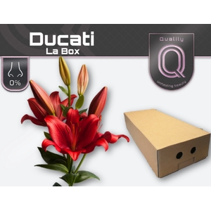 LI AS DUCATI LA BOX 5+