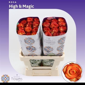 Rs gr High & Yellow Magic