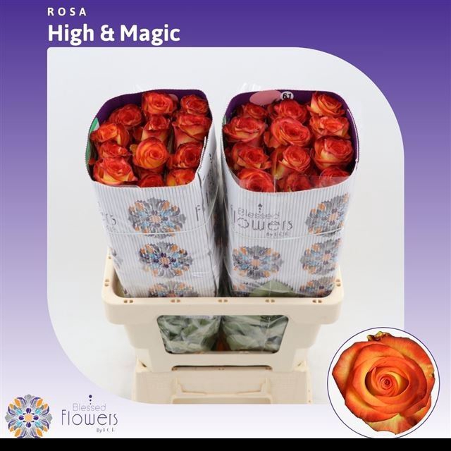 <h4>Rs gr High & Yellow Magic</h4>