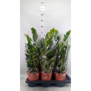 Zamioculcas zamiifolia