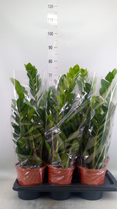 <h4>Zamioculcas zamiifolia</h4>
